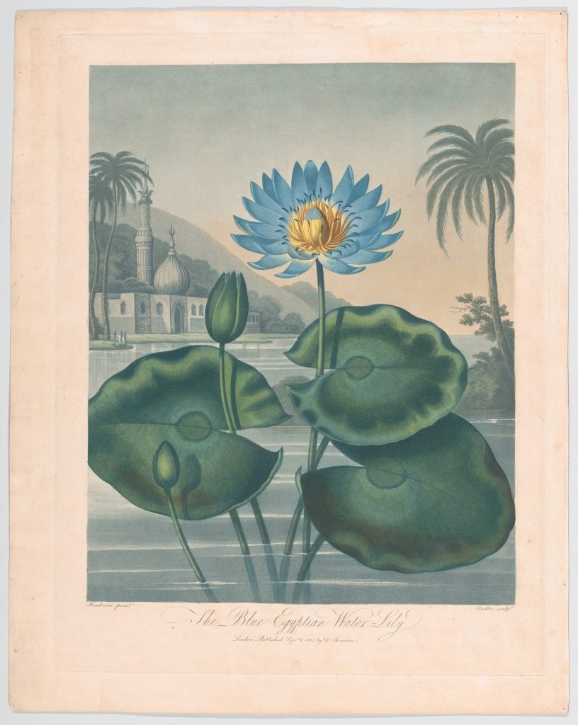 Engraving of blue water lily flower.