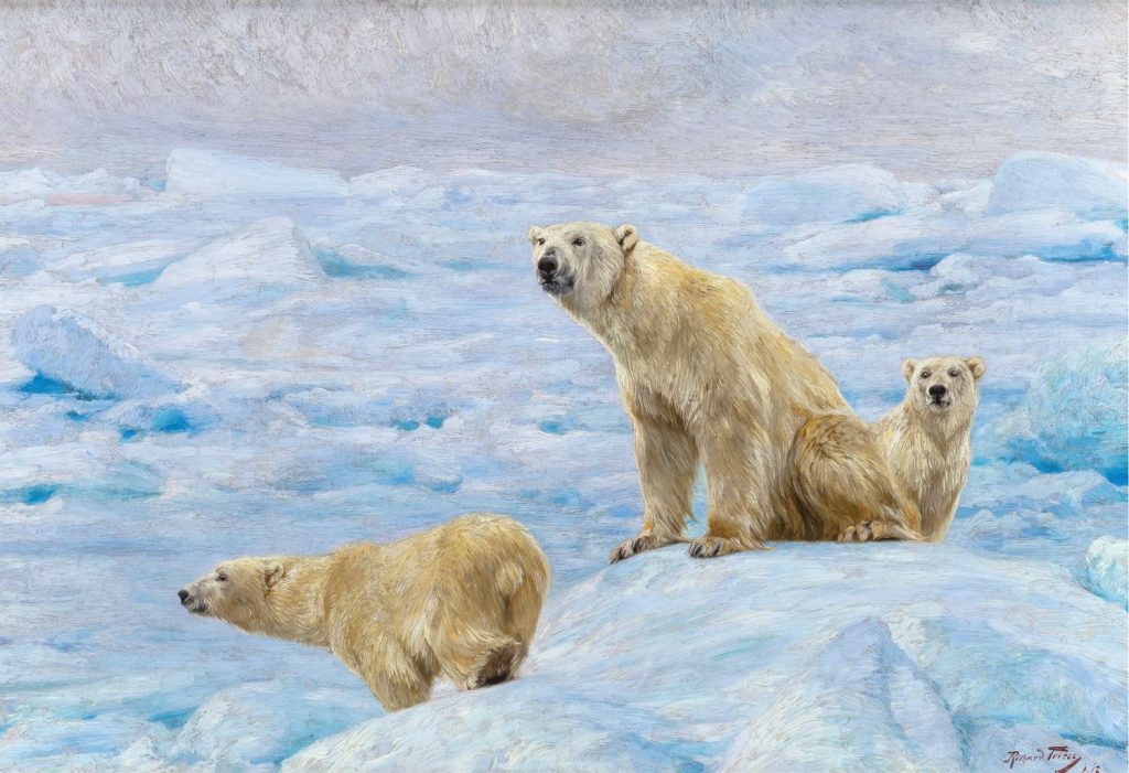 Group of three polar bears on snow.