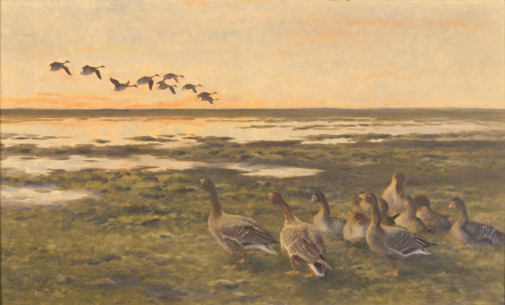 Flock of geese on riverbank.